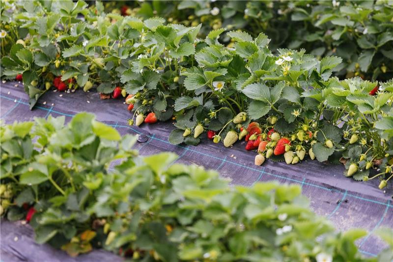 Zum Saisonstart: Erdbeerfelder im Umkreis Sie gehören zum Frühsommer, wie Eis oder der erste Sonnenbrand: Erdbeeren. Die Frucht gibt es dieses Jahr ungewöhnlich früh aus heimischem Anbau zu kaufen. Der Grund? Die Beeren gedeihen unter Folientunneln, wie hier in Oberkirch. Auf dem Foto kann man ihnen förmlich beim Reifen zusehen.