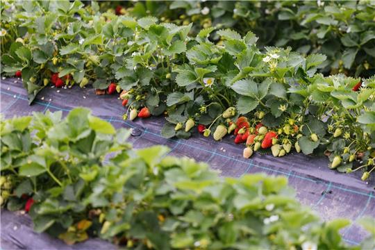 Sie gehören zum Frühsommer, wie Eis oder der erste Sonnenbrand: Erdbeeren. Die Frucht gibt es dieses Jahr ungewöhnlich früh aus heimischem Anbau zu kaufen. Der Grund? Die Beeren gedeihen unter Folientunneln, wie hier in Oberkirch. Auf dem Foto kann man ihnen förmlich beim Reifen zusehen.