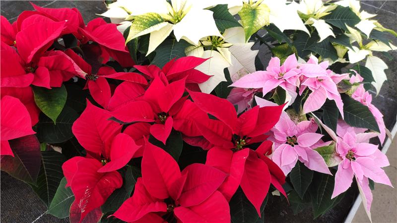 Weihnachtssterne in verschiedenen Farben. 