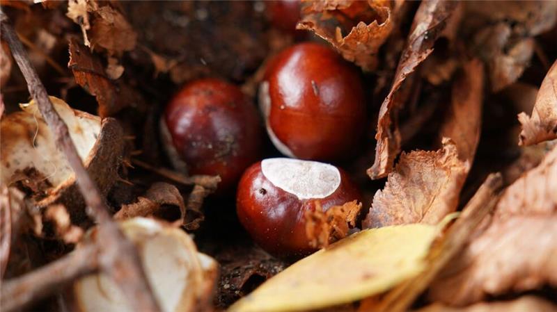 Was ist eigentlich so toll am Herbst? Sie liegen derzeit überall: Kastanien. (Archivbild)