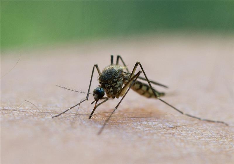 Sie sorgen für juckende Quaddeln auf der Haut und werden von vielen Menschen als lästig empfunden: In Deutschland schlüpfen derzeit wieder die ersten Stechmücken-Larven.