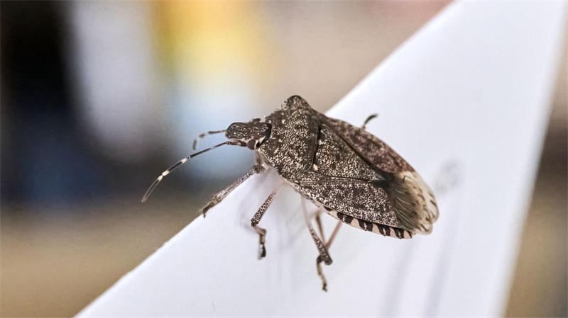 Sie wollen ins Warme: Stinkwanzen kommen im Herbst vermehrt in die Wohnungen.