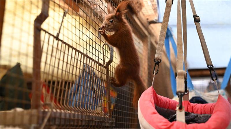 Wenn Eichhörnchen vom Ast fallen: Klimawandel schwächt Tiere Sie wollen klettern. Ein Blick in die Auffangstation der Eichhörnchen-Hilfe im brandenburgischen Teltow - ein Projekt der Organisation Aktion Tier.