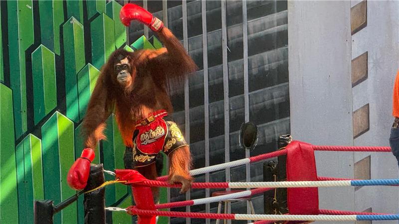 Siegerpose eines Orang-Utans – aber Gewinner sind nur die Betreiber.