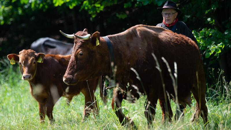 Siegfried Gorld, Hirte, treibt sein Harzer Rotes Höhenvieh beim Viehauftrieb auf eine Weide.