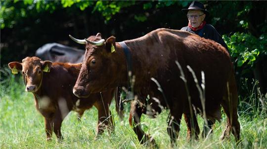 Siegfried Gorld, Hirte, treibt sein Harzer Rotes Höhenvieh beim Viehauftrieb auf eine Weide.