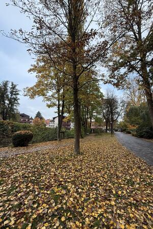 Wo sollen die Bad Harzburger mit dem Herbstlaub hin? Sieht ja schön aus, macht aber letzten Endes viel Arbeit.