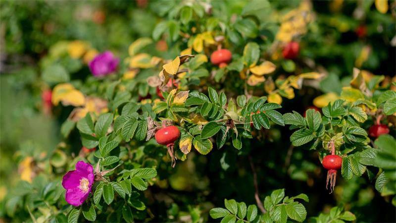 Sieht schön aus, ist aber nicht überall gerne gesehen - die Kartoffelrose (Archivbild).