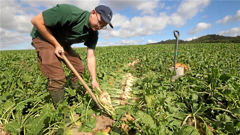 Nach der Havarie: Nordzucker investiert 20 Millionen in Schladen Simon Aue, Anbauberater im Schladener Nordzucker-Werk, holt mit der Gabel die Rüben vorsichtig aus der Erde.