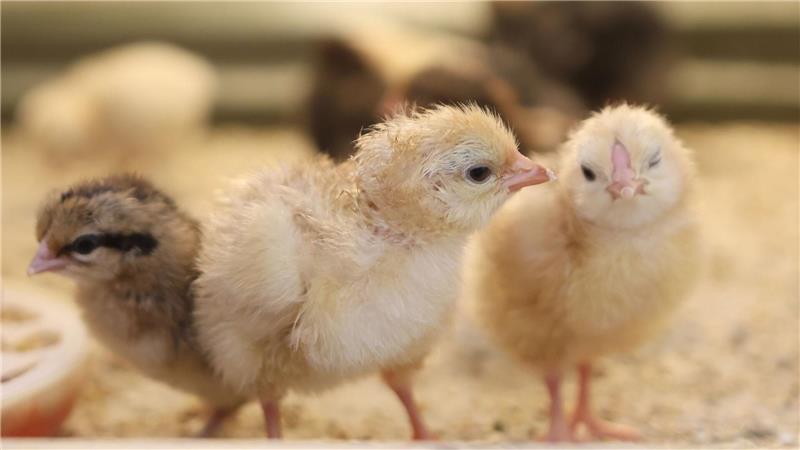 Sind das jetzt schon Osterküken, die in einer Schule in Sachsen-Anhalt in einer Käfigbox geschlüpft sind? 