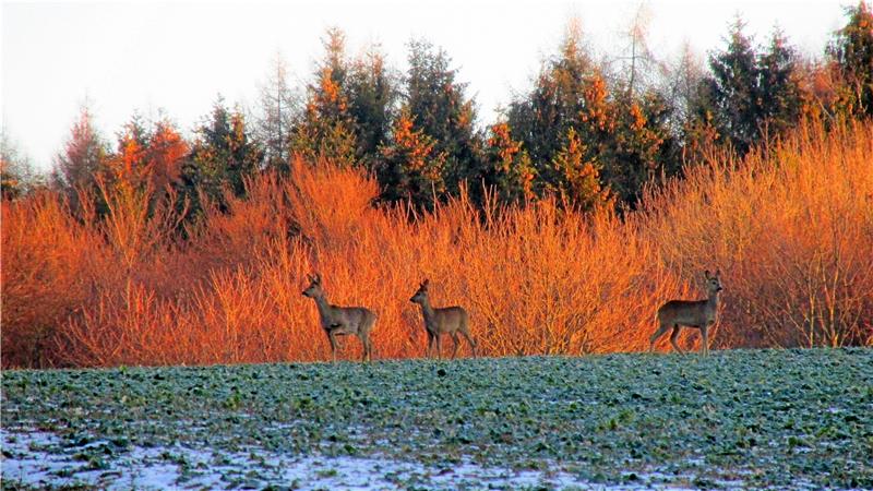 Luchs-Ansiedlung: Verschwinden die Rehe aus dem Nordharz? Sind solch imposante Anblicke künftig immer seltener zu genießen? Aktuelle Zahlen zum Rehbestand in Lutter und Umgebung stehen noch aus und werden im März erwartet. Archivfoto: Biener