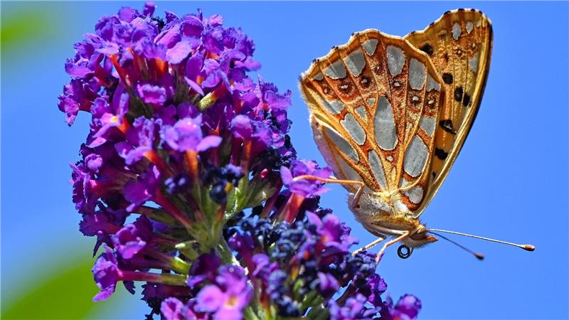 Fast 100 Wildbienenarten in Europa zusätzlich bedroht Skandinavische Artverwandte dieses Kleinen Perlmuttfalters (Issoria lathonia) sind bedroht (Archivbild)