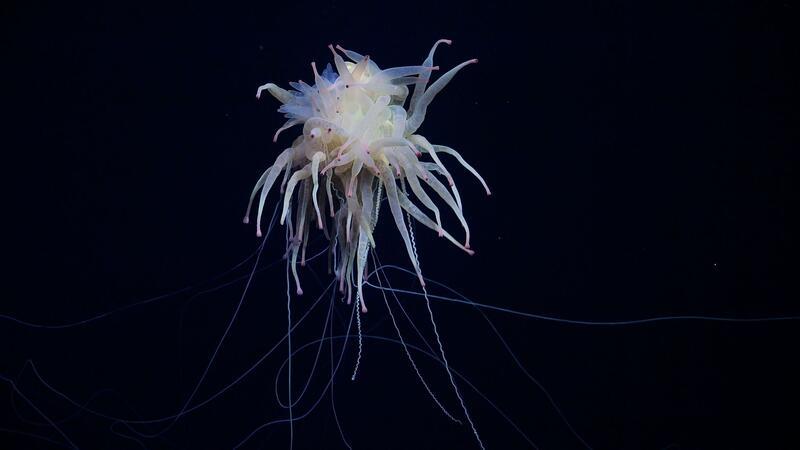 Casper-Krake und Seekröte - Funde im Tiefsee-Gebirge Skurrile Lebensform: Bathyphysa-Staatsquallen werden auch fliegende Spaghettimonster genannt.