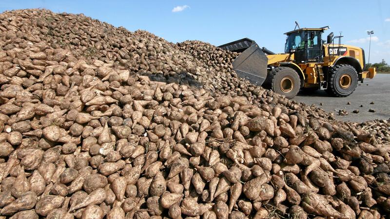 So früh wie noch nie: Schladens erste Zuckerrüben sind da So früh wie noch nie: Bereits Ende August erreichen die ersten für die Verarbeitung bestimmten Rüben die Schladener Zuckerfabrik.