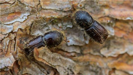 So genannte Buchdrucker, eine Käferart aus der Familie der Fichtenborkenkäfer, sitzen auf der Rinde einer Fichte. (Archivbild)