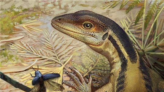 So könnte ein Reptil ausgesehen haben, das ein Vorfahr aller heutigen Reptilien war. (Illustration)