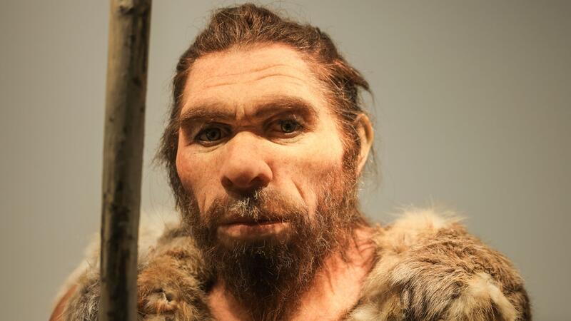 Der Neandertaler, der seiner Art den Namen gab So könnte er ausgesehen haben: Die Rekonstruktion im LVR-Landesmuseum Bonn zeigt den 1856 entdeckten Neandertaler.