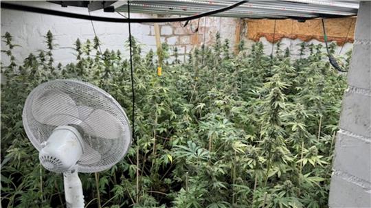 So sah die Cannabisplantage in der Clausthaler Bauhofstraße aus. Sogar die Polizei ist von der Menge der Pflanzen überrascht.