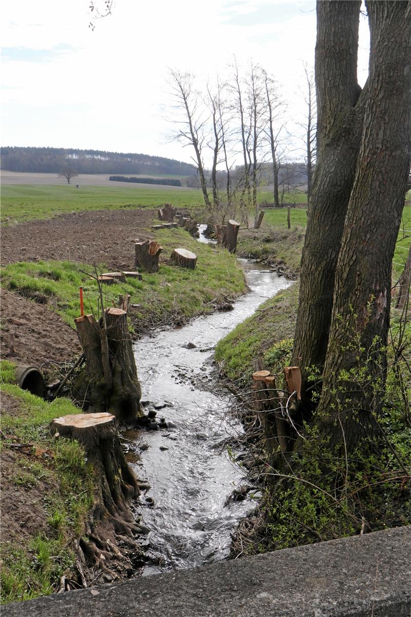 Baumfrevel bei Lutter: Holzfäller erwartet hohe Geldbuße So sah es vor einem Jahr nach dem Kahlschlag im Neiletal aus: Baumstümpfe säumen die Ufer des Kiefbaches. Archivfoto: Gereke