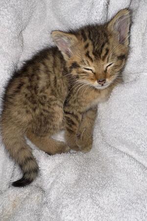 Wildkatzenbaby entrinnt dem Tod und findet eine neue Mama So schwach war Monti, als er von Menschen aus falsch verstandener Tierliebe in Rizinusöl gebadet worden war.