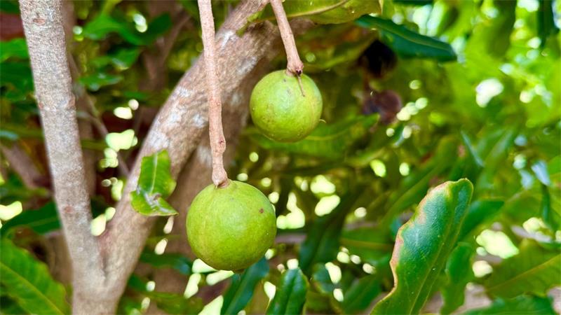 Supernuss Macadamia: Eine Australierin zum Anbeißen So sehen die Nüsse am Baum aus.