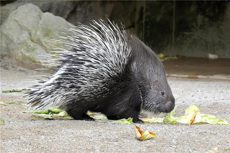 Zwei Stachelschweine aus Tierpark in Thale gestohlen So sieht ein Weißschwanz-Stachelschwein aus – hier fotografiert im Tierpark Hellabrunn. Foto: Birgit Mohr/Tierpark Hellabrunn/dpa