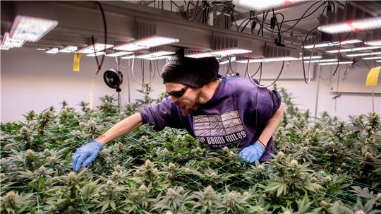 So sieht legaler Anbau aus: In Cannabis-Clubs darf seit einem Jahr ganz offiziell gegärtnert werden. (Archivbild)