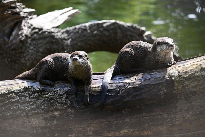 So sitzt es sich gemütlich - Otter brauchen allerdins viel Bewegung.