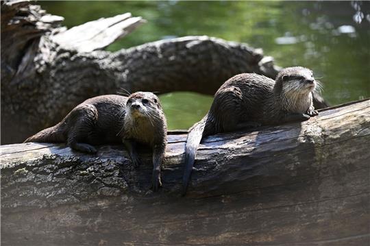 So sitzt es sich gemütlich - Otter brauchen allerdins viel Bewegung.