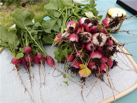 So sollten sie aussehen, Radieschen aus dem eigenen Beet oder Balkonkasten. Aber manchmal gelingt der Anbau nicht. Foto: Borchers