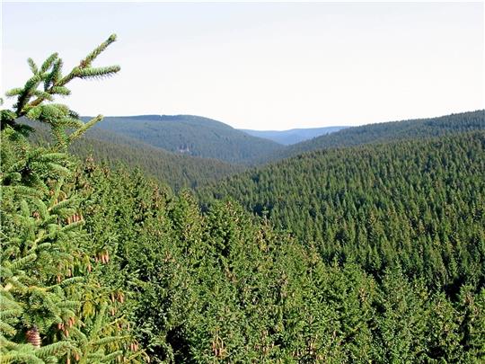 So stellt sich die Lange Bramke mit Blick nach Osten dar.