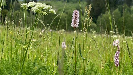 So wie diese blühende Bergwiese neben dem Weg vom Schmiedeberg hinab ins Bodetal bei Braunlage sehen im Sommer viele Flächen im Harz aus.