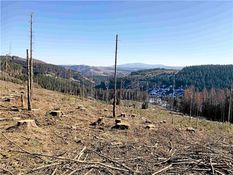 Exkursion zum Forschungs-Observatorium Lange Bramke So zeigt sich die Lange Bramke mit aktuellen Kahlflächen. Fotos: Meesenburg