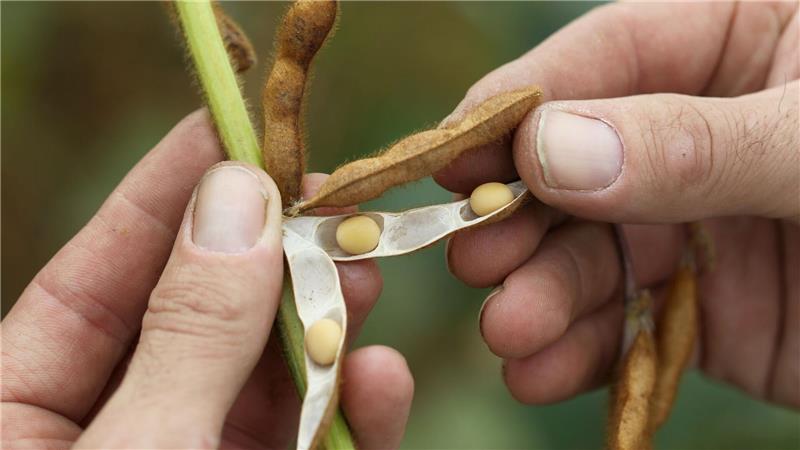 Soja - ein beliebter Grundstoff für pflanzliche Milchalternativen - wird auch in Deutschland angebaut.  