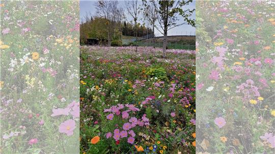 Solch ein bunt blühendes Paradies wie dieses an der Granetalsperre haben Gartenbesitzer oftmals vor Augen, wenn sie über die Anlage einer Wildblumenwiese nachdenken. Foto: GZ-Archiv