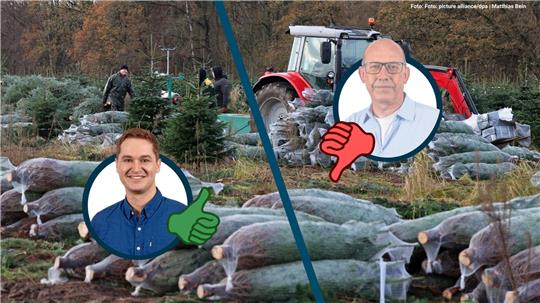 Zu sehen sind gefällte Tannen und ein Traktor.