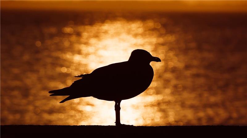 Bilder des Tages Sonnenaufgang an der Ostsee