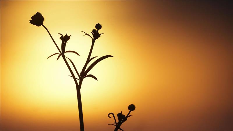 Sonnenaufgang eingetrübt