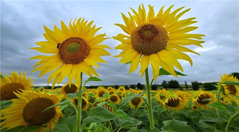 Juli 2023 war erneut zu warm - Regen-Soll übertroffen Sonnenblumen leuchten in Gelb vor dem regengrauen Himmel am Erfurter Stadtrand.