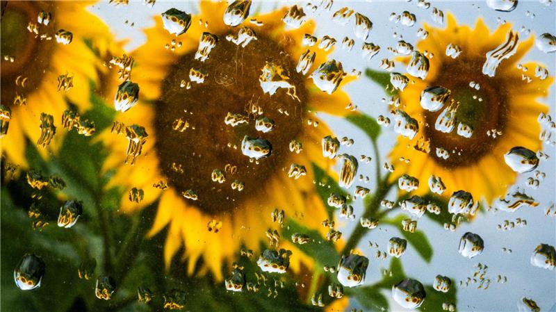 Bilder des Tages Sonnenblumen spiegeln sich in Regentropfen auf dem Seitenspiegel eines Autos.