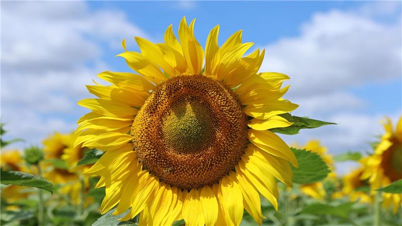 Sonnenblumen stehen auf einem Feld in Quedlinburg. 