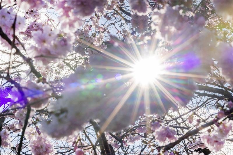 Bundesamt warnt vor erhöhter UV-Strahlung am Wochenende Sonnenstrahlen scheinen durch Blüten der Winterkirsche (Higankirsche): In den nächsten Tagen droht eine intensive UV-Strahlung.