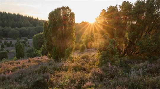 Sonnenuntergang in der Lüneburger Heide