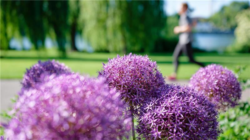 Sonnig in Baden-Württemberg: Joggerin am Neckarufer, blühender Sternkugel-Lauch sorgt für Farbtupfer