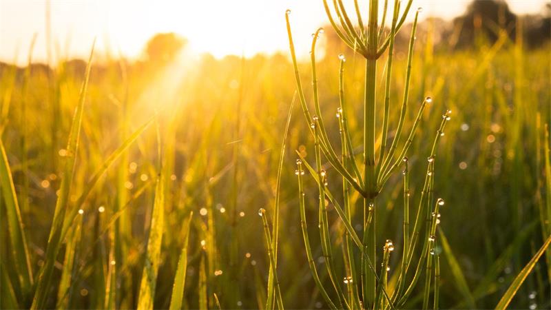 Hitze, Heu und eine „Wissenschaft für sich“ Sonnige Tage sind für die Landwirtschaft wichtig - aber Regen braucht es auch.
