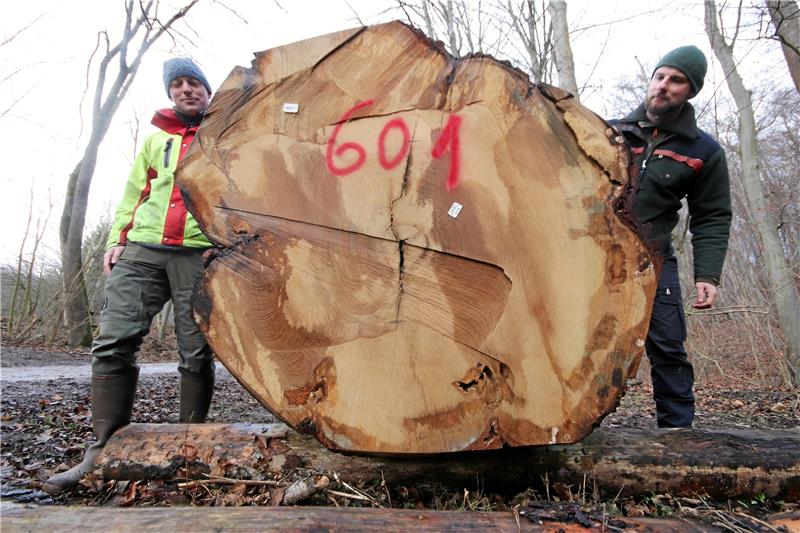Sooo groß ist das dicke Ding von Nauen: Lucas Prescher (li.) und Alexander Ahrenhold scheinen hinter dem Eichenstamm aus dem Wald bei Nauen zu verschwinden. Foto: Gereke