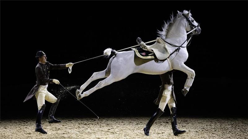 Spanische Hofreitschule tritt mit ihren Lipizzanern in Wembley auf