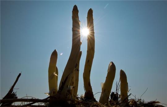 Spargel braucht Wärme und Sonne. Foto: Boris Roessler/dpa/dpa-tmn