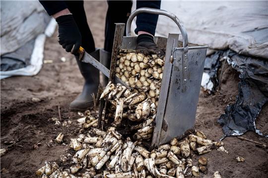 Spargel von einem beheizten Feld wird zurechtgeschnitten.