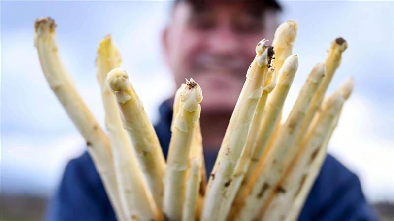 Spargelbauer Stefan S. zeigt auf einem seiner Felder frisch gestochenen Spargel.